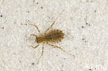 Epitheca bimaculata