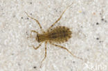 Epitheca bimaculata