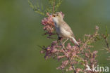 Olivaceous Warbler (Hippolais pallida)