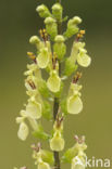 Wood Sage (Teucrium scorodonia)