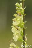 Valse salie (Teucrium scorodonia)