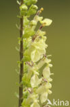 Valse salie (Teucrium scorodonia)