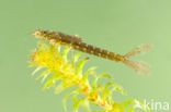 Variabele waterjuffer (Coenagrion pulchellum)