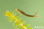 Variable Damselfly (Coenagrion pulchellum)