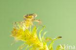 Variable Damselfly (Coenagrion pulchellum)