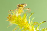 Variable Damselfly (Coenagrion pulchellum)