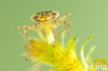 Variabele waterjuffer (Coenagrion pulchellum)