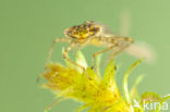 Variable Damselfly (Coenagrion pulchellum)