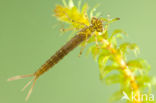 Variable Damselfly (Coenagrion pulchellum)