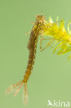 Variabele waterjuffer (Coenagrion pulchellum)