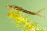 Variabele waterjuffer (Coenagrion pulchellum)