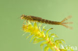 Variable Damselfly (Coenagrion pulchellum)