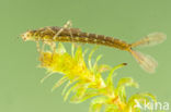 Variabele waterjuffer (Coenagrion pulchellum)