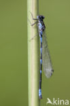 Variabele waterjuffer (Coenagrion pulchellum)