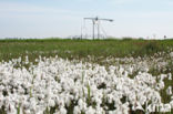 Veenpluis (Eriophorum angustifolium)