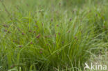 Davall s Sedge (Carex davalliana)