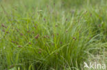 Davall s Sedge (Carex davalliana)