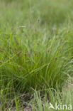 Davall s Sedge (Carex davalliana)