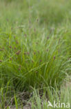 Veenzegge (Carex davalliana)