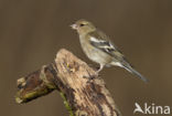 Vink (Fringilla coelebs)