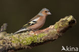 Vink (Fringilla coelebs)