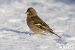 Vink (Fringilla coelebs)