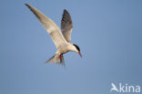 Common Tern (Sterna hirundo)