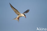 Common Tern (Sterna hirundo)