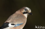 Vlaamse Gaai (Garrulus glandarius)