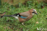 Eurasian Jay (Garrulus glandarius)