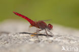 Vuurlibel (Crocothemis erythraea)