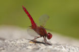 Vuurlibel (Crocothemis erythraea)