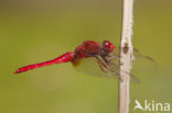 Vuurlibel (Crocothemis erythraea)