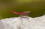 Vuurlibel (Crocothemis erythraea)