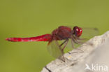 Vuurlibel (Crocothemis erythraea)