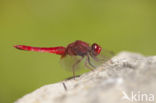 Vuurlibel (Crocothemis erythraea)