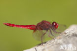 Vuurlibel (Crocothemis erythraea)