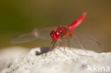 Vuurlibel (Crocothemis erythraea)