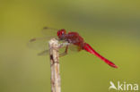 Vuurlibel (Crocothemis erythraea)