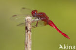 Vuurlibel (Crocothemis erythraea)