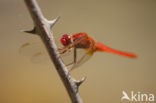 Vuurlibel (Crocothemis erythraea)