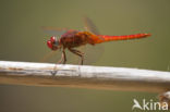 Vuurlibel (Crocothemis erythraea)