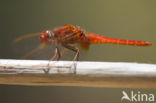 Vuurlibel (Crocothemis erythraea)