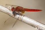 Scarlet Dragonfly (Crocothemis erythraea)