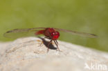 Vuurlibel (Crocothemis erythraea)