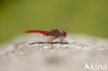 Vuurlibel (Crocothemis erythraea)