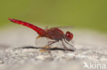 Vuurlibel (Crocothemis erythraea)