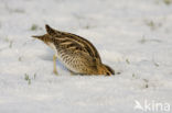 Common Snipe (Gallinago gallinago)