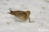 Common Snipe (Gallinago gallinago)