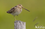 Watersnip (Gallinago gallinago) 